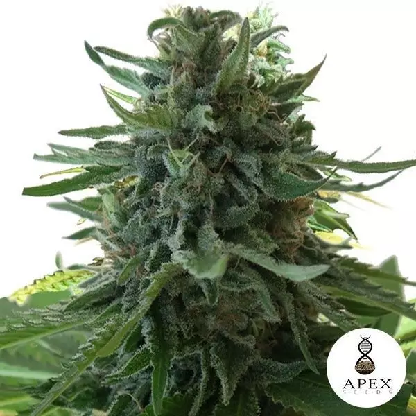 View Alaska's Flavor planta de marihuana