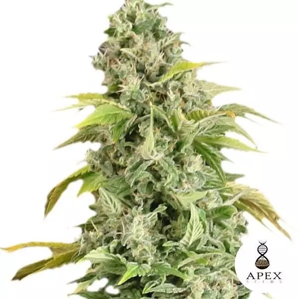 View Arafa de Apex Seeds Semillas Feminizadas - Grow Barato
