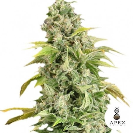 Arafa de Apex Seeds Semillas Feminizadas - Grow Barato