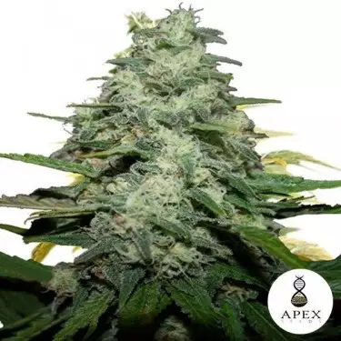 Planta de maconha de macaco azul