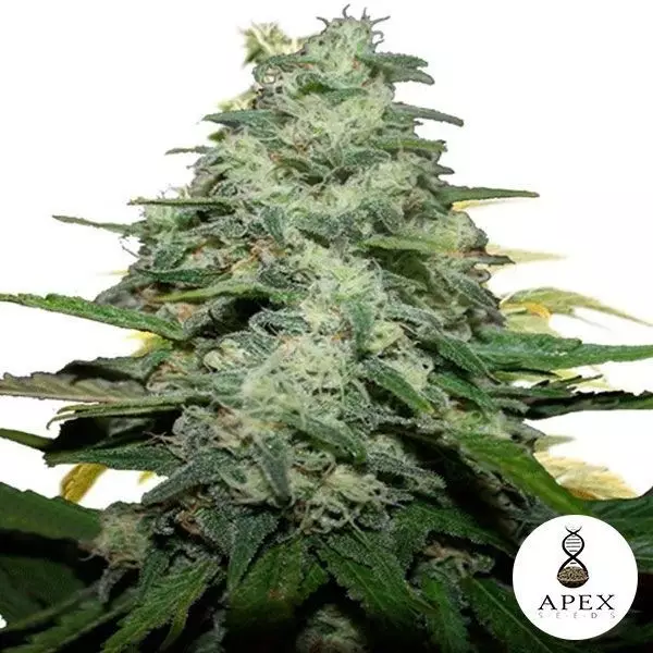 View Blue Monkey planta de marihuana