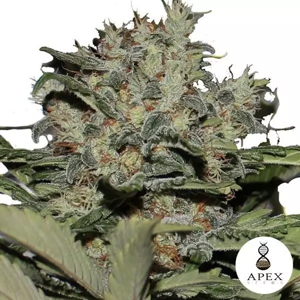 View Chunky Cookies feminizada de Apex Seeds - Grow Barato