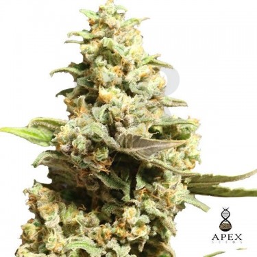 Critical X Cannabis Plant