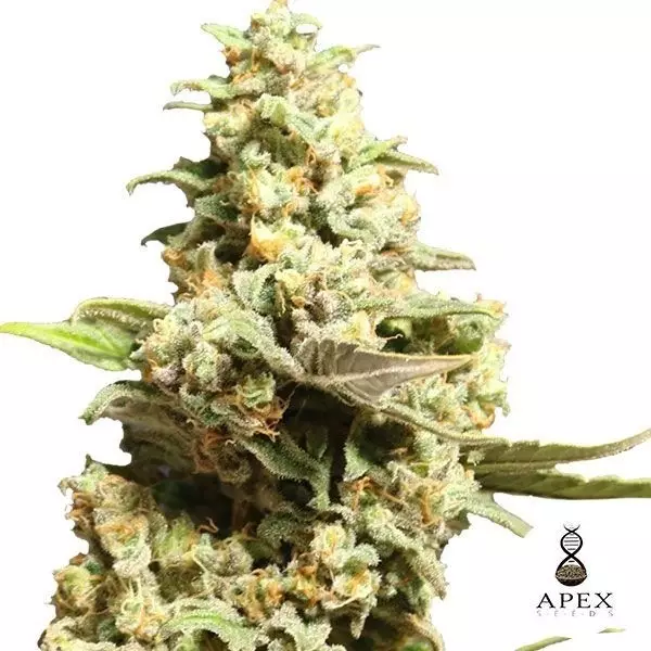 View X crítico de sementes de Apex Feminized sementes - GB The Green Brand