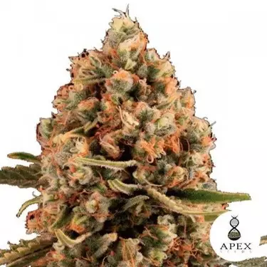 Dynamis Cannabis Plant