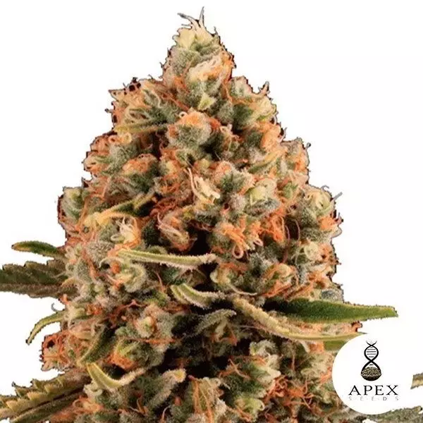 View Dynamis Cannabis Plant