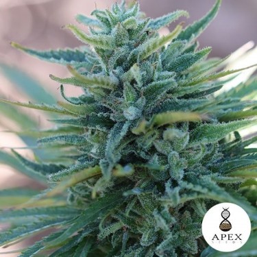 Somango X Cannabis Plant