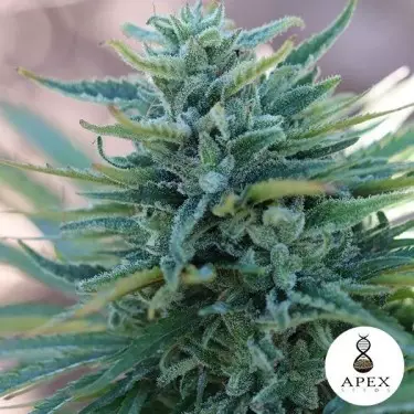 Somango X de Apex Seeds 100% Feminizadas - Grow Barato