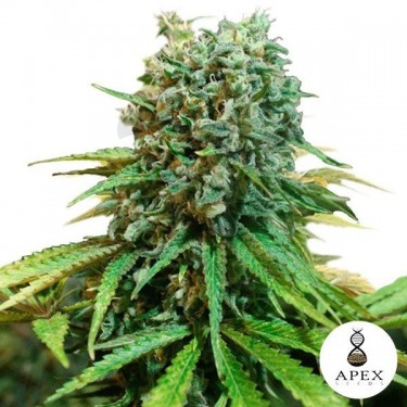 Plante de cannabis X-Berry
