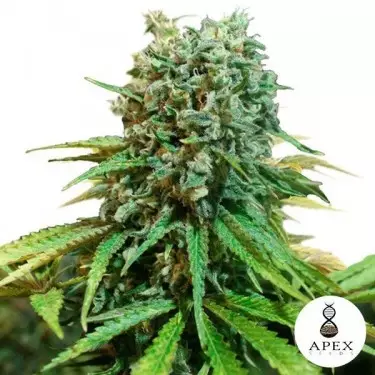 X-Berry de Apex Seeds sabor a frutos rojos - Grow Barato