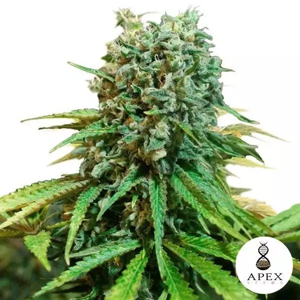 View X-Berry Cannabis Plant