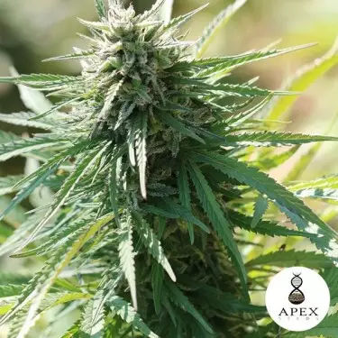 Auto Satelles Semillas de Apex Seeds - Grow Barato