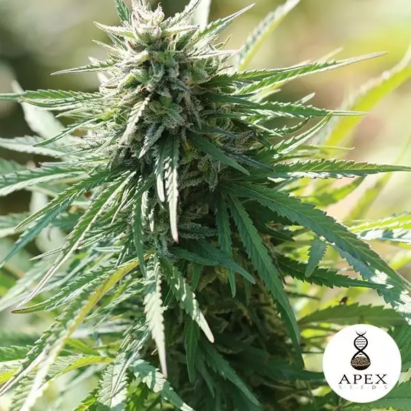 View Auto Satelles Semillas de Apex Seeds - Grow Barato