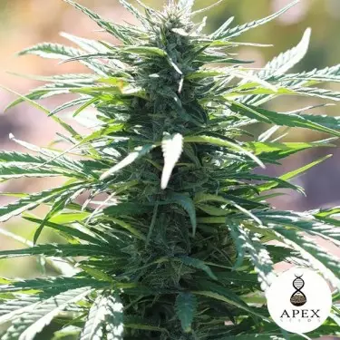 Auto Ossis Semillas Auto de Apex Seeds - Grow Barato