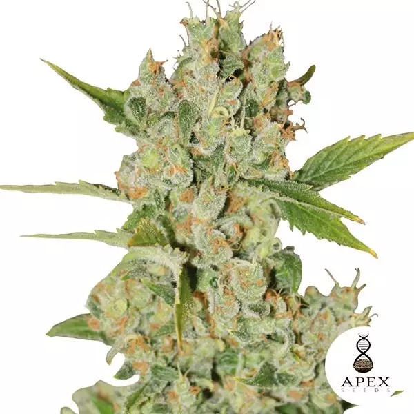 View Auto Kalashnikov