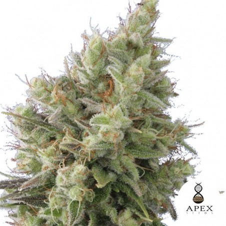 Auto Insomnia Semillas Auto de Apex Seeds - Grow Barato