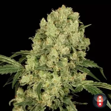AK-47 sementes de Serious Seeds ao melhor preço - GB The Green Brand