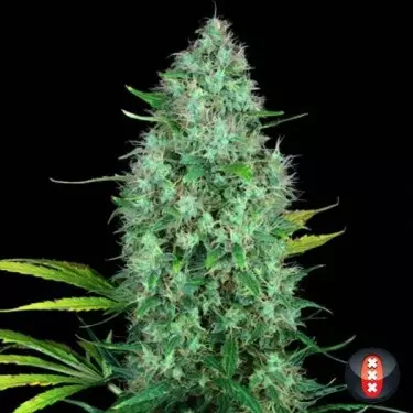 Serious 6 of Serious Seeds feminized - GB The Green Brand