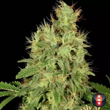 CBD Warlock planta de marihuana