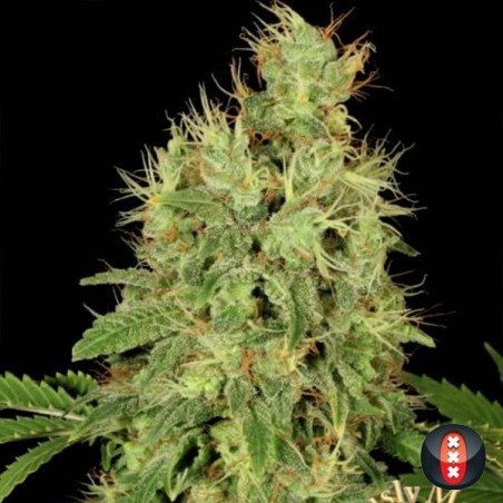 CBD Warlock planta de marihuana