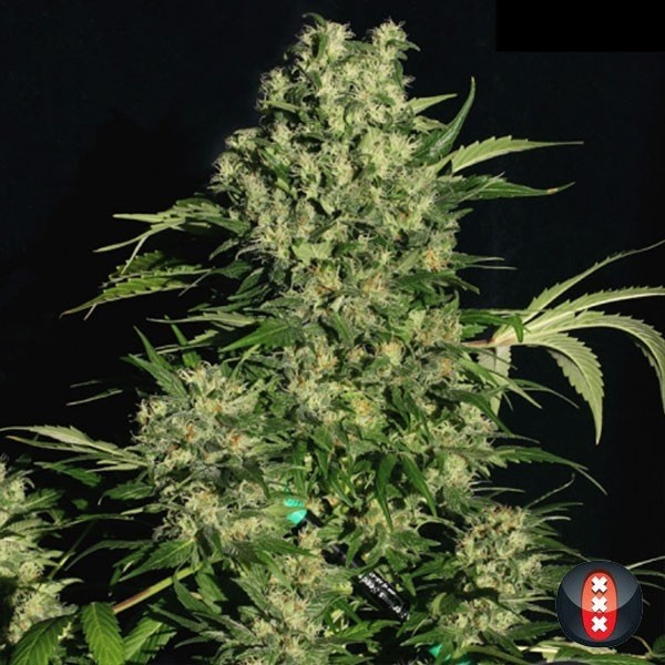 Plante de marijuana CBD Chronic