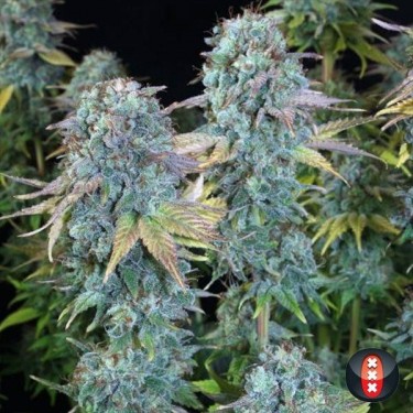 Serious Happiness cannabis plant