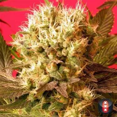Motavation de Serious Seeds feminizada - Grow Barato