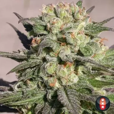 Warlock de Serious Seeds feminizada - Grow Barato