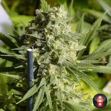 Double Dutch de Serious Seeds feminizada - Grow Barato