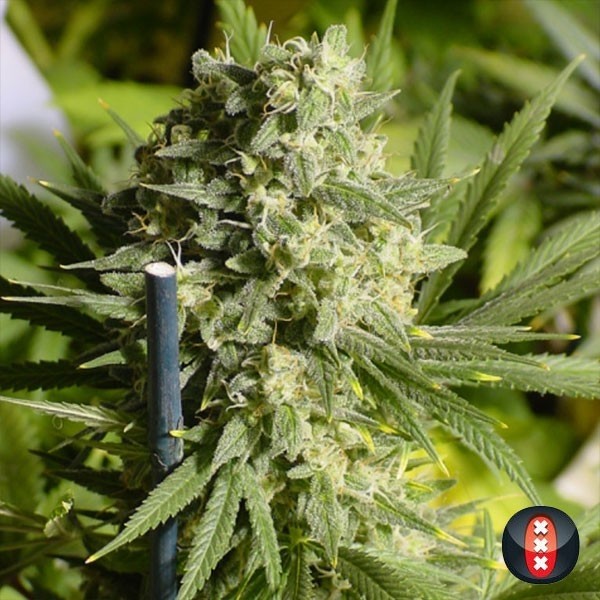 View Double Dutch de Serious Seeds feminizada - Grow Barato