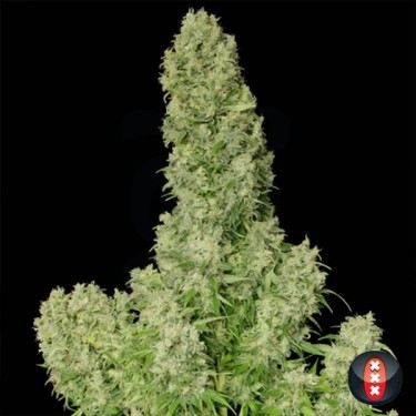 White Russian cannabis plant