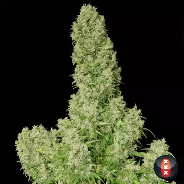 View White Russian de Serious Seeds feminizadas - Grow Barato