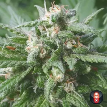 Biddy Early of Serious Seeds feminized - GB The Green Brand