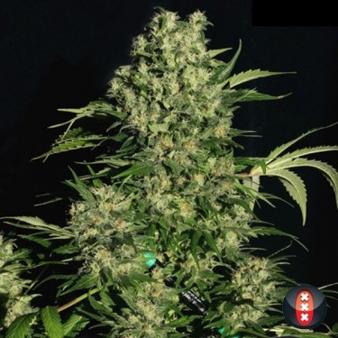 Chronic marijuana plant