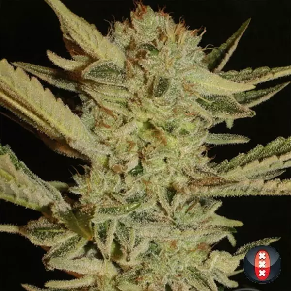 View Bubble Gum marijuana plant