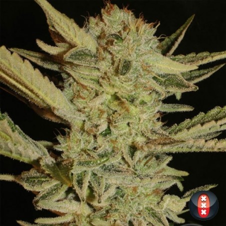 Bubble Gum feminizada de Serious Seeds - Grow Barato
