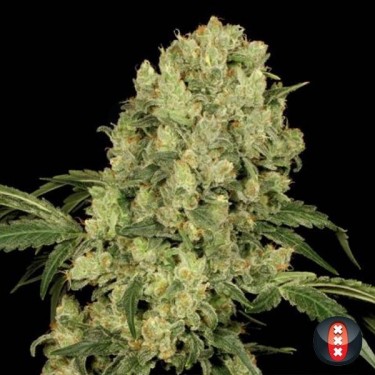 Ak-47 Regular cannabis plant