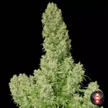 White Russian Regular cannabis plant