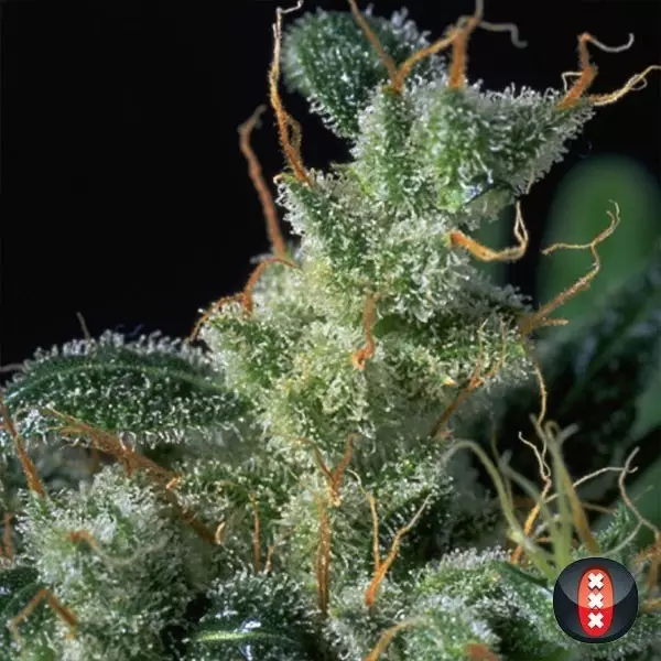 View Kali Mist cannabis plant