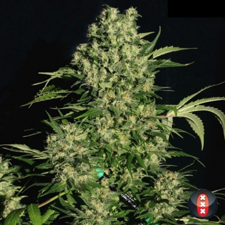 Chronic Regular planta de marihuana