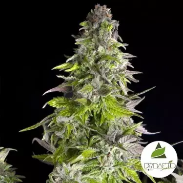 Comprar Romulan de Pyramid Seeds - Grow Barato
