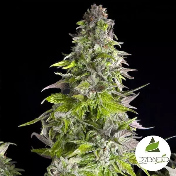 View Comprar Pyramid Seeds Romulan - GB The Green Brand