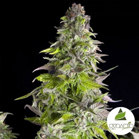 Comprar Romulan de Pyramid Seeds - Grow Barato