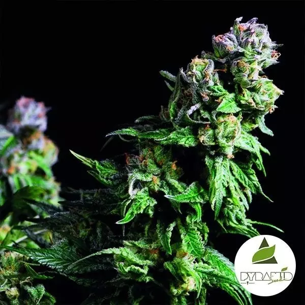 View Comprar Urkle roxo de sementes de pirâmide - GB The Green Brand