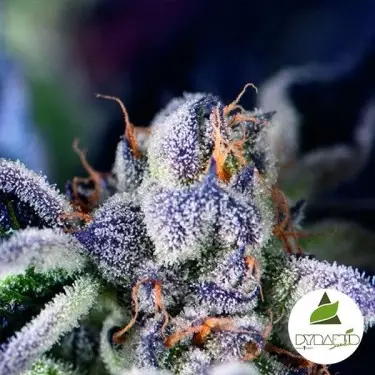 Comprar OA Pyramid Seeds Feminized Cookies - GB The Green Brand