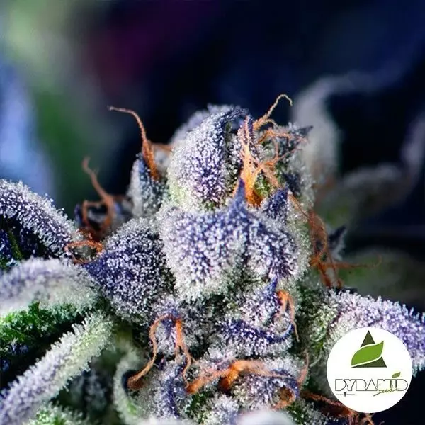 Comprar Cookies USA Pyramid Seeds Feminizada - Grow Barato