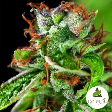 Comprar Double OG Haze de Pyramid Seeds - Grow Barato