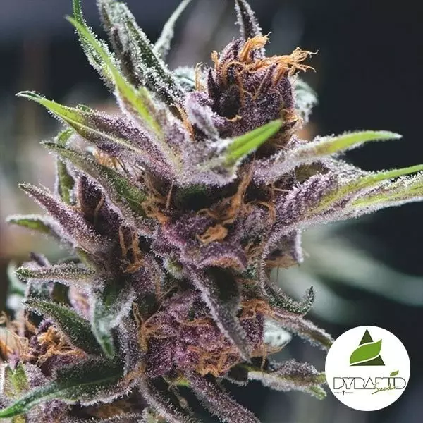 View Comprar Black Cherry Punch de Pyramid Seeds - Grow Barato