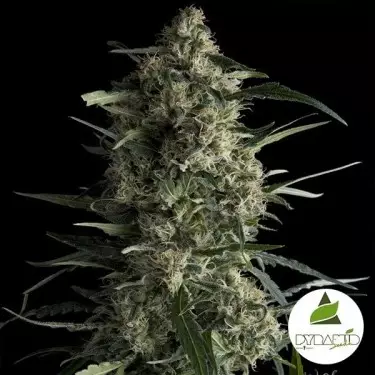 Comprar Galaxy CBD Pyramid Seeds Feminizada - Grow Barato