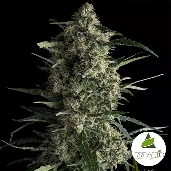 View Comprar Galaxy CBD Pyramid Seeds Feminizada - Grow Barato